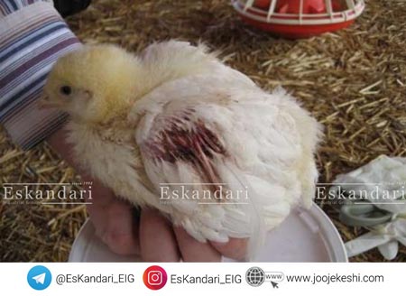 کم خونی ویروسی جوجه