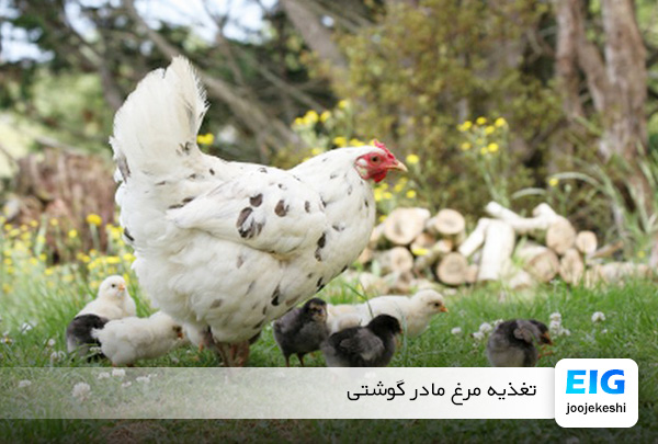 غذای مرغ مادر - سایت جوجه کشی دات کام