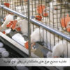 غذای مرغ تخمگذار در زمان پیک تولید - سایت جوجه کشی دات کام