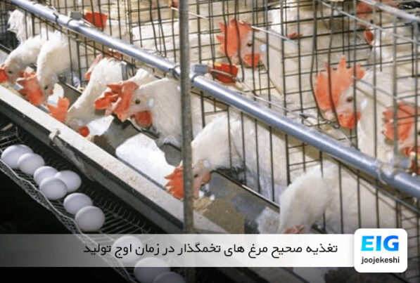 غذای مرغ تخمگذار در زمان پیک تولید - سایت جوجه کشی دات کام