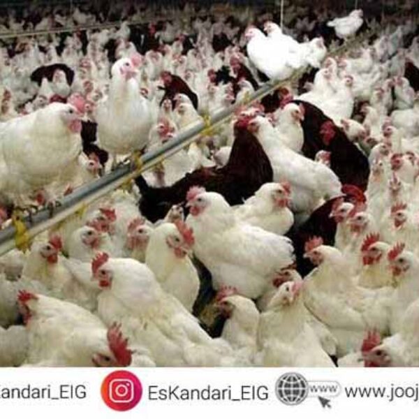 تغذیه مرغ گوشتی قبل از تخمگذاری- سایت جوجه کشی دات کام