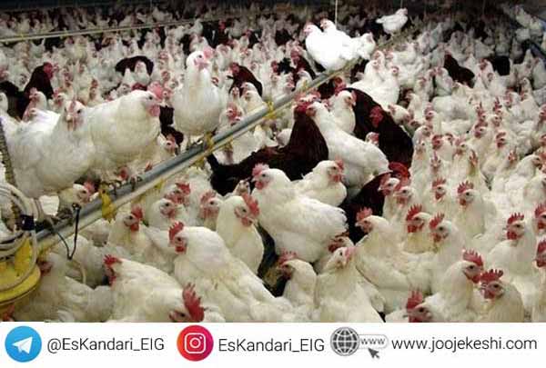 تغذیه مرغ گوشتی قبل از تخمگذاری- سایت جوجه کشی دات کام
