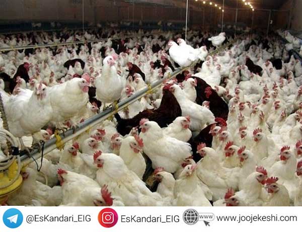 تغذیه مرغ گوشتی قبل از تخمگذاری
