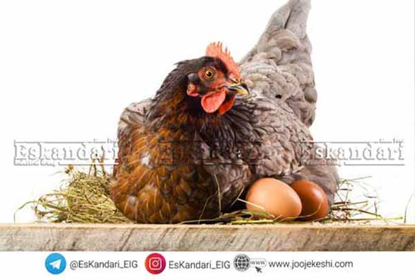 تقسیم-بندی-انرژی-مرغ-مادر-گوشتی-1 - سایت جوجه کشی دات کام