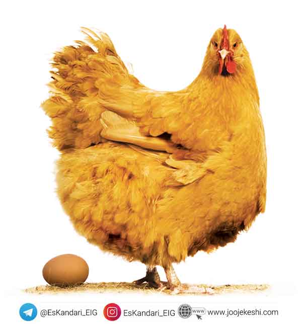 وزن و جثه بدن مرغ تخم گذار