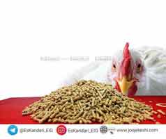خوراک دادن براساس مدت زمان مصرف خوراک