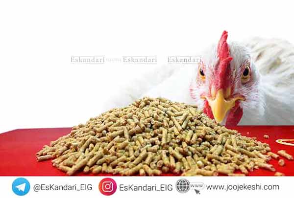 خوراک دادن براساس مدت زمان مصرف خوراک - جوجه کشی دات کام