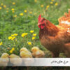 پرورش مرغ گوشتی - سایت جوجه کشی دات کام