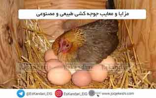 جوجه کشی طبیعی
