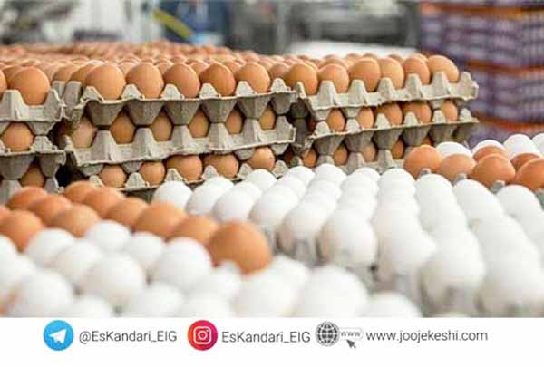 تأثیر تغذیه بر تخمگذاری مرغ - سایت جوجه کشی دات کام