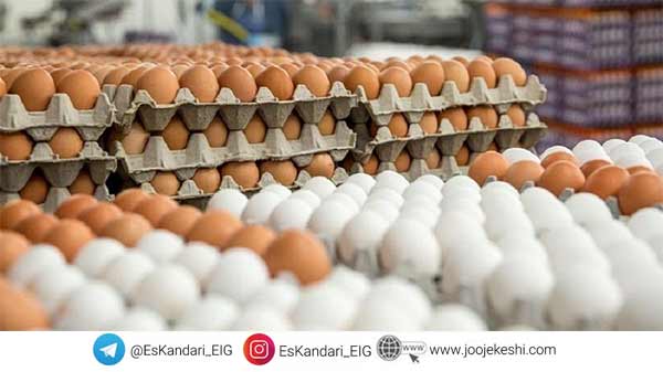 کاهش تولید تخم مرغ