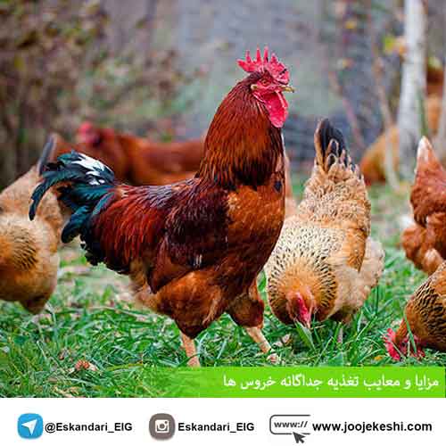 مزایا و معایب تغذیه جداگانه خروس ها