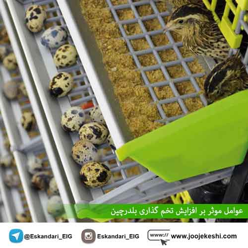 افزایش تخم گذاری بلدرچین