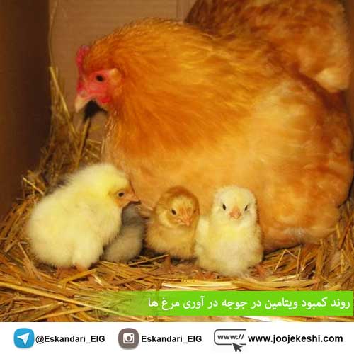 روند کمبود ویتامین در جوجه در آوری مرغ ها