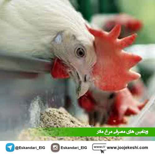 ویتامین های مصرفی مرغ مادر