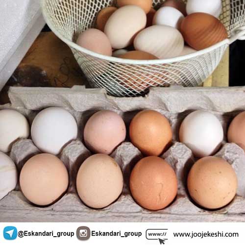 مراحل جوجه کشی موفق با دستگاه جوجه کشی