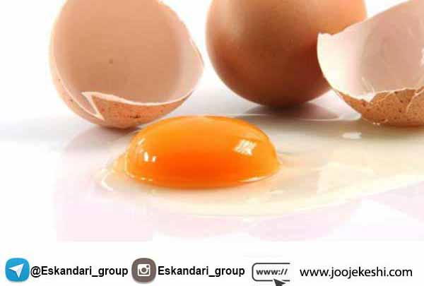 تشخیص کیفیت تخم مرغ - جوجه کشی دات کام