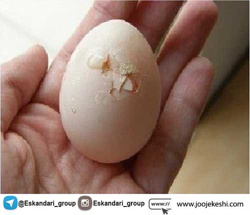 کیفیت پوسته تخم مرغ