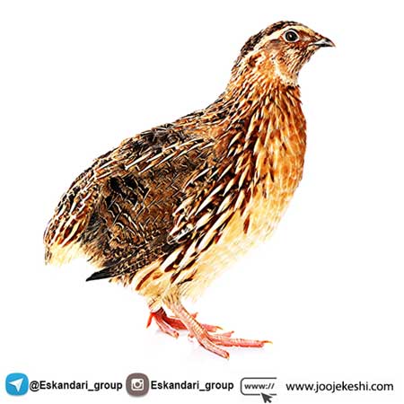بلدرچین