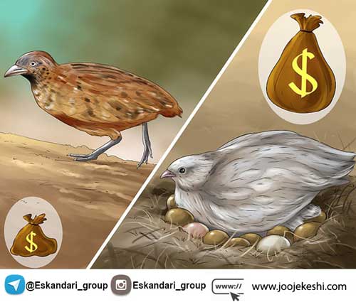 بازاریابی و فروش بلدرچین