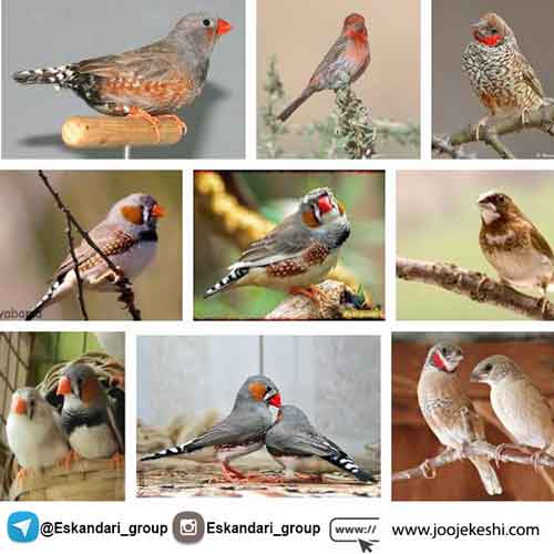 نگهداری از پرنده فنچ