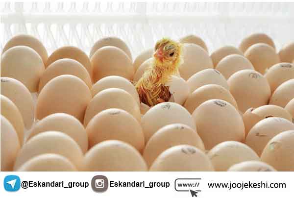 انتخاب تخم نطفه دار مناسب جهت جوجه کشی