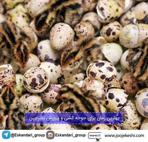 بهترین زمان برای جوجه کشی و پرورش بلدرچین