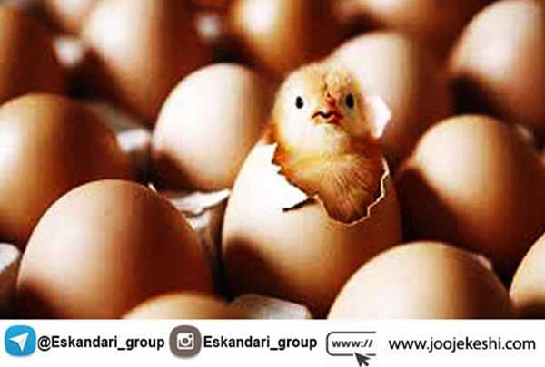 تخم نطفه دار با کیفیت - جوجه کشی دات کام