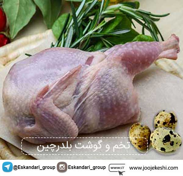 تخم و گوشت بلدرچین