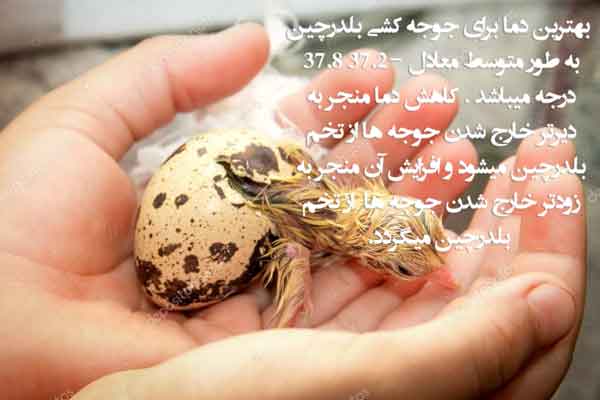 دمای مناسب برای جوجه کشی بلدرچین