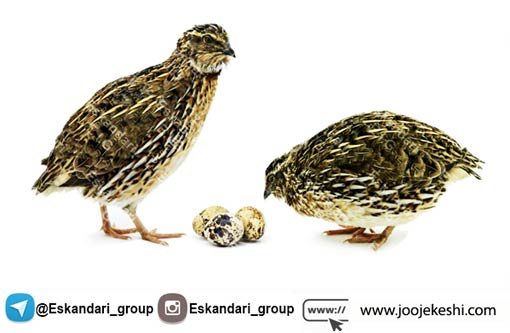 محصولات بلدرچین