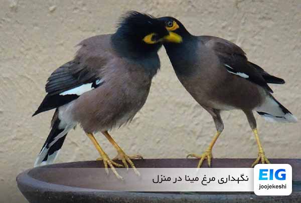 نکات مهم نحوه نگهداری مرغ مینا در منزل