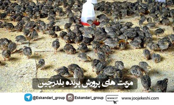 مزیت های پرورش پرنده بلدرچین