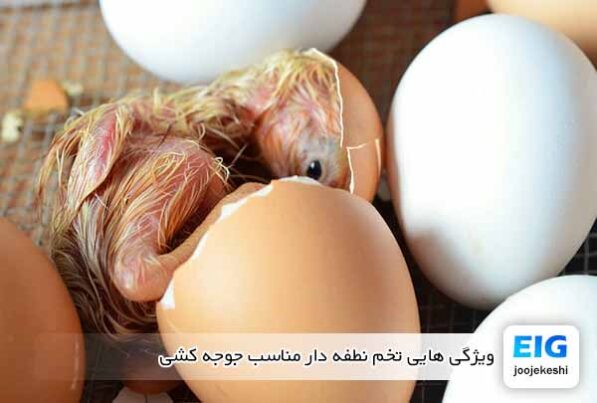 ویژگی هایی تخم نطفه دار مناسب جوجه کشی - جوجه کشی دات کام