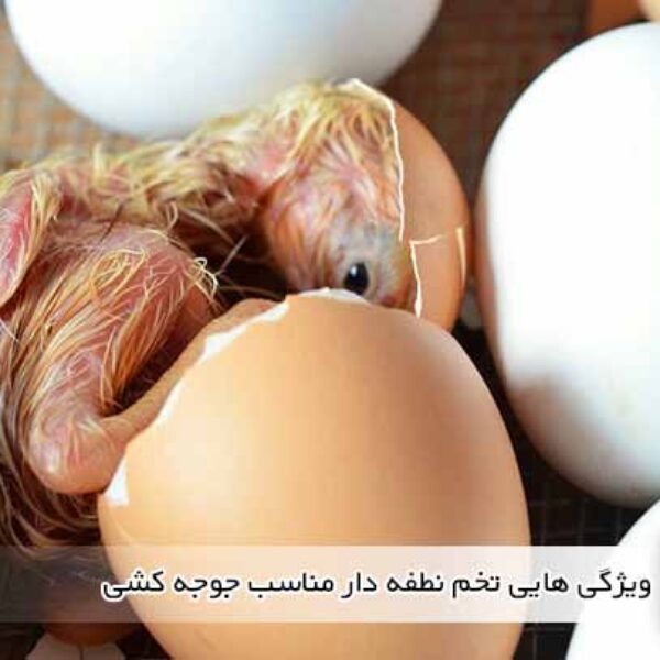 ویژگی هایی تخم نطفه دار مناسب جوجه کشی - جوجه کشی دات کام