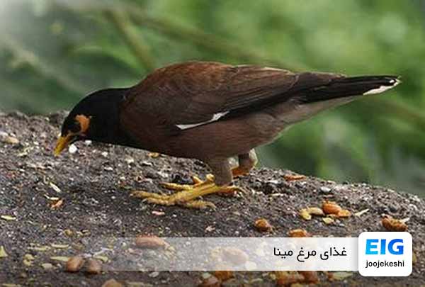 غذای مرغ مینا چیست؟ چه غذاهایی را باید برای مرغ مینا آماده کنیم؟
