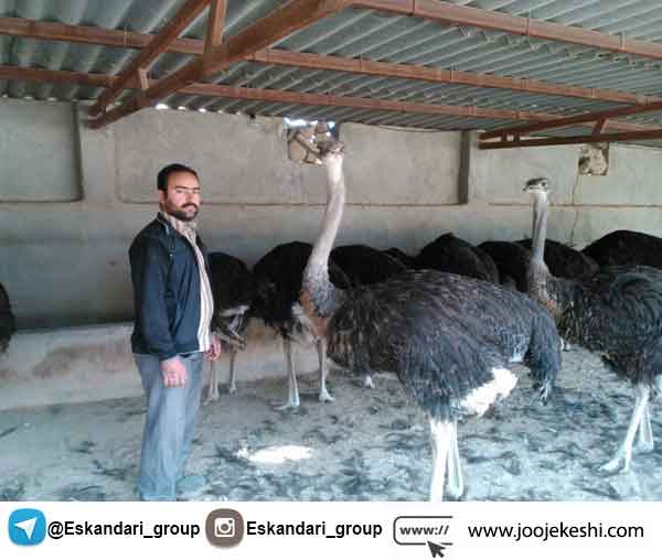 Place of breeding ostrich