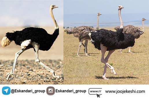 اصول پرورش شتر مرغ