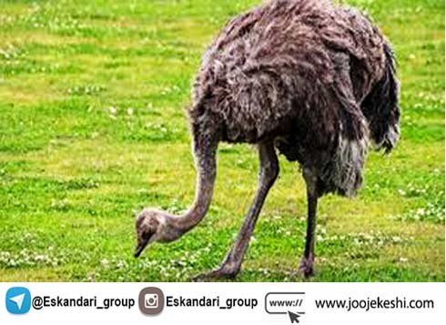 تغذیه شتر مرغ