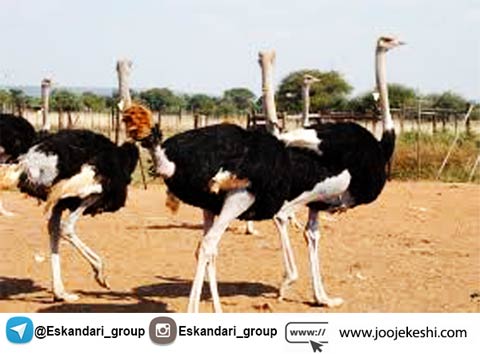نگهداری شتر مرغ