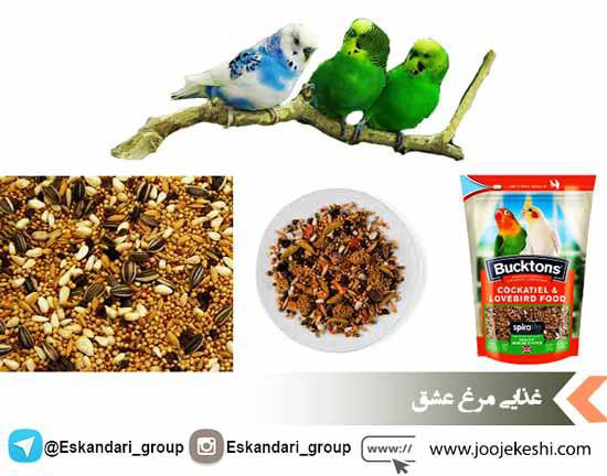 تغذیه مرغ عشق