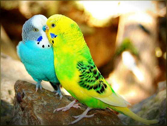 خرید مرغ عشق
