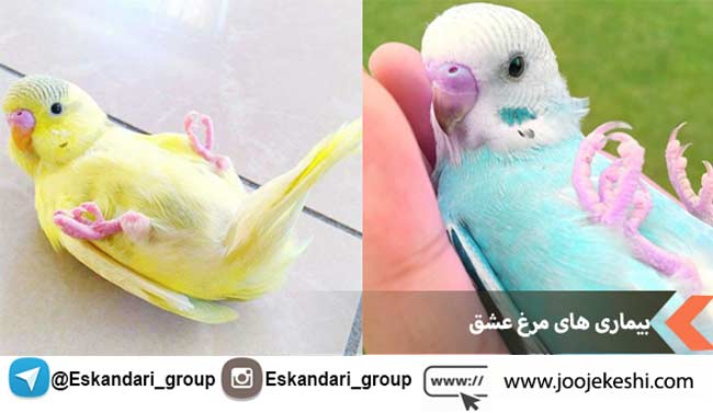 بیماری های مرغ عشق