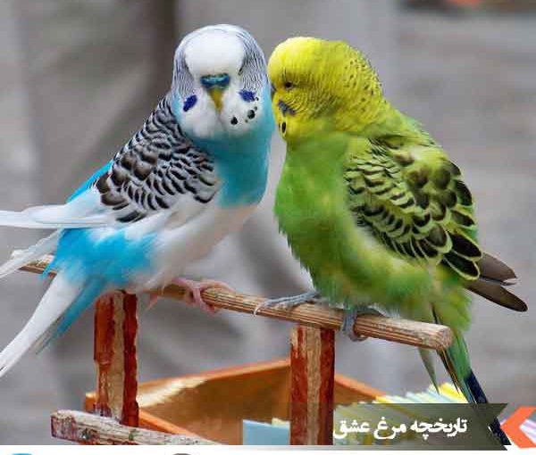 تاریخچه مرغ عشق