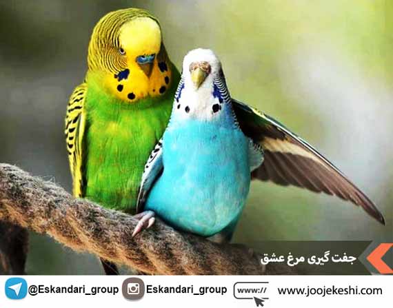 جفت گیری مرغ عشق