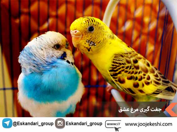 جفت گیری مرغ عشق