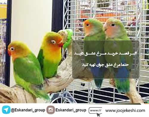 انتخاب مرغ عشق