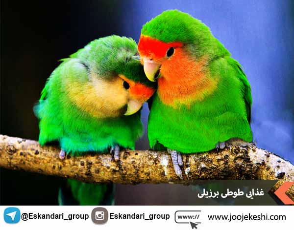 غذای طوطی برزیلی