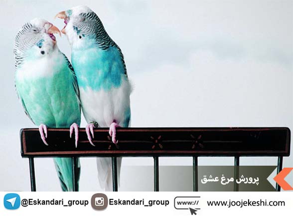 پرورش مرغ عشق