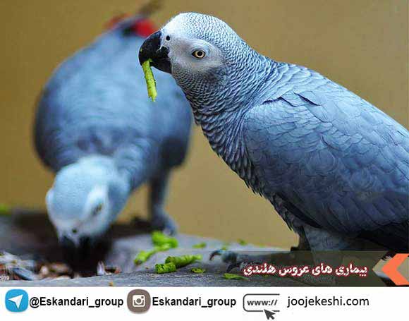 بیماری های کاسکو
